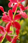 Orquídea - Malasia