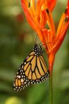 Mariposa Monarca
Danaus plexippus, mariposa Monarca, Monarch butterfly