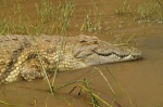 Crocodile Market - Chamo Lake