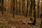Bosque de Robles en Otoño