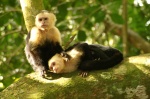 Monos Parque Nacional de Manuel Antonio
Costa Rica, Manuel Antonio, Parque Nacional