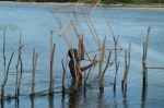 Pescando Gambas - Fort Dauphin