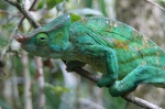 Chameleon - PN Andasibe