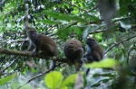 Bamboo lemur family - Andasibe