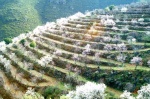 Almendros en Flor en La Alpujarra
España, Granada, Alpujarra, Almendros, flores