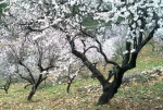 Almedros en flor - Granada