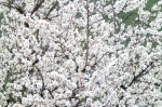 Myriad flowers of an almond - Alpujarra - Granada