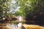 Navegando entre manglares
Costa de Marfil, Sasandra