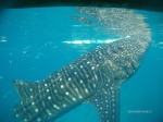 Whale Sharks in Oslob, Cebu Island