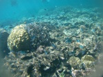 Mil peces de colores en el arrecife - Port Barton, Palawan