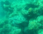 Sea Turtle in German Island, Port Barton, Palawan