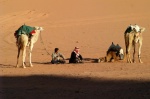 Camels in the desert of Wadi Rum