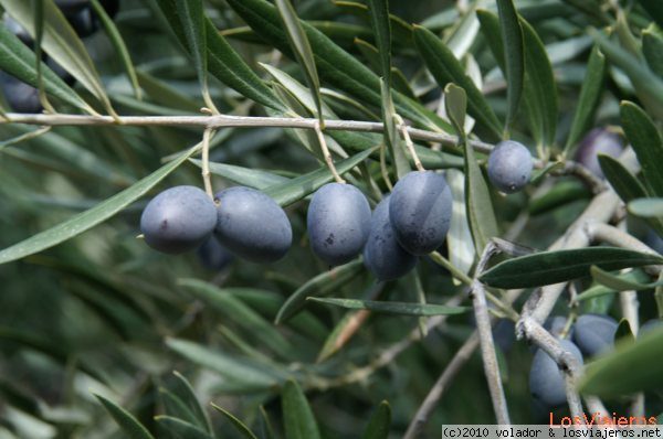 Foro de Oliva: Aceitunas en Jaen 