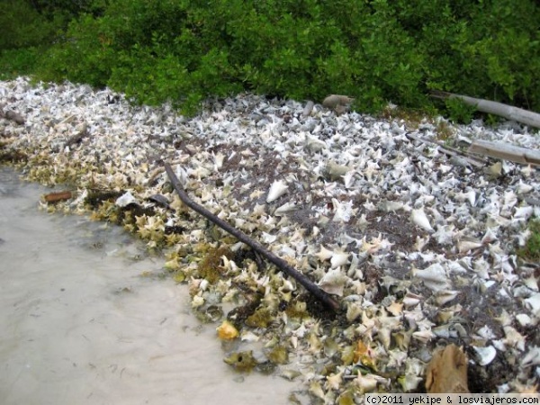 Isla Catalinita
donde van a morir las caracolas
