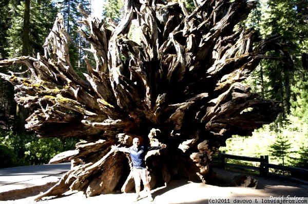 Pero que grande !!!
Enormes raíces de una Sequoia en Mariposa Grove (Yosemite)
