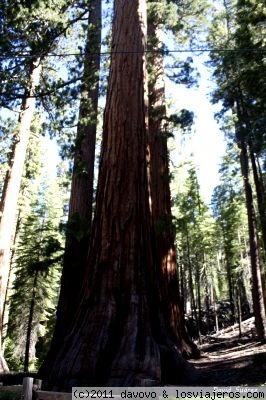 Las tres marías
3 grandes sequoias juntas
