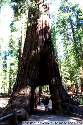 El gran tunel
Sequoia a modo de tunel en Mariposa Grove
