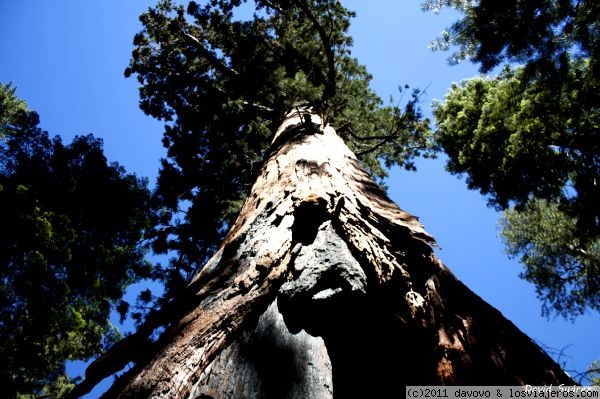 Lo más grande...
Otra sequoia milenaria en Mariposa Grove

