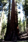 Las tres marías
tres, marías, grandes, sequoias, juntas