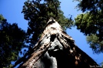 Lo más grande...
Otra, Mariposa, Grove, más, grande, sequoia, milenaria