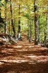 Bosque
Bosque, Parque, Nacional, Ordesa, hayas