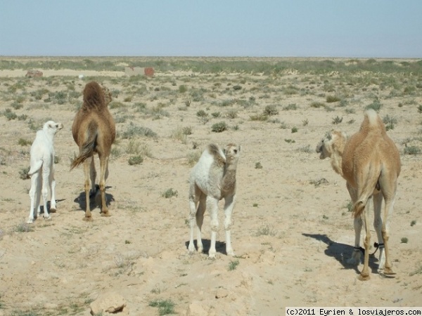 Actividades de Turismo Activo en Túnez, Tracks-Tunisia (1)