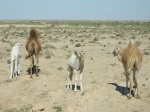 Camellos en Tunez
Camellos, Tunez, Alli, camellos, andan, como, gana, parajes, desierticos, aprovecha, todo, ellos, come, carne, piel, sirve, para, hacer, bolsos, pelo, mejor, manta, invierno, usan, transporte