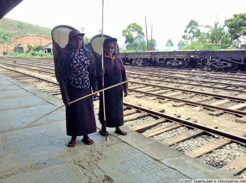 Maravilloso Sri Lanka, ese pequeño gran país - Blogs de Sri Lanka - Día 7 Nuwara Eliya, Nanu - Oya, Tren a Ella, Tissamaharama (3)