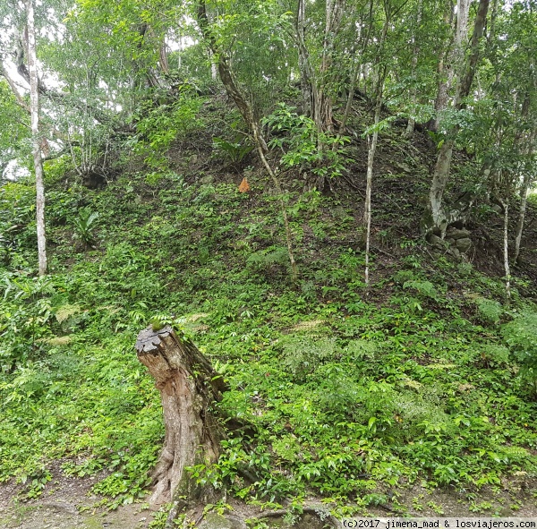 Pirámide aún cubierta de vegetación, Tikal (Guatemala)
Una pirámide de las muchas que aún quedan bajo la vegetación de Tikal
