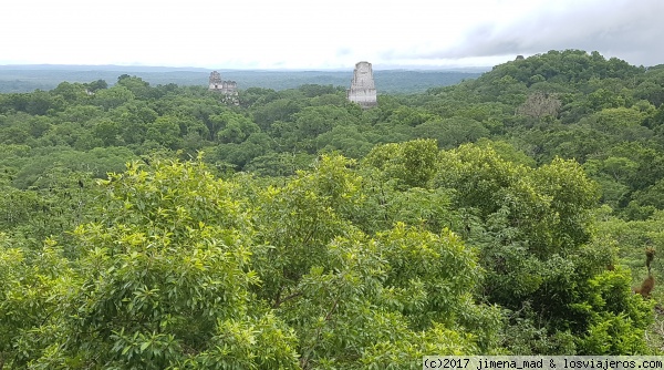 Vista de los Templos I, II, III Y V desde le Templo IV, Tikal (Guatemala)
Templo IV, el más alto de Tikal desde el que se tienen unas vistas espectaculares de la ciudad maya.
