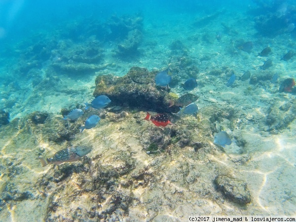 Snorkel en Islas del Rosario
Precioso el mundo submarino de estas islas
