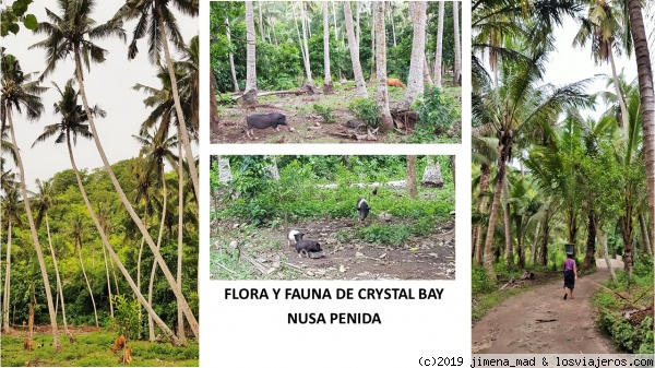 FLORA Y FAUNA EN CRYSTAL BAY (NUSA PENIDA)
Vistas de la exhuberante vegetación y visa animal en Crystal Bay, Nusa Penida
