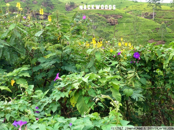 Plantaciones de té Mackwoods
Plantaciones de té
