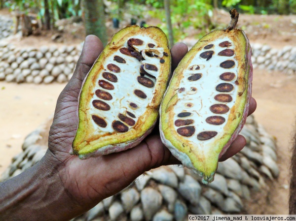 Jardín de especias
Cacao en el jardín de especias
