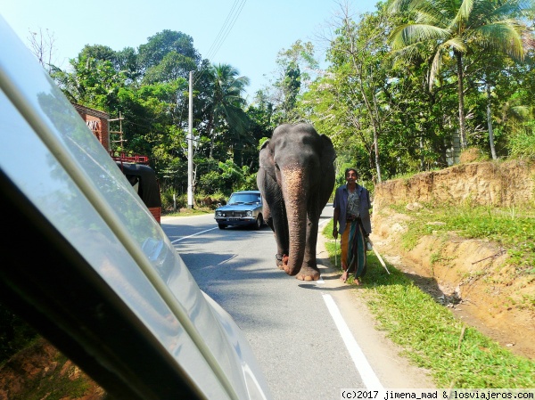 Elefante
Elefante por la carretera camino de Pinnawala
