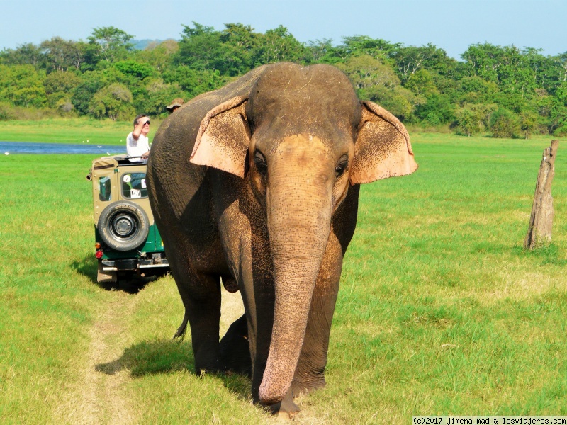 Día 3 Sigiriya, Polonnaruwa, Safari Minneriya al atardecer - Maravilloso Sri Lanka, ese pequeño gran país (5)