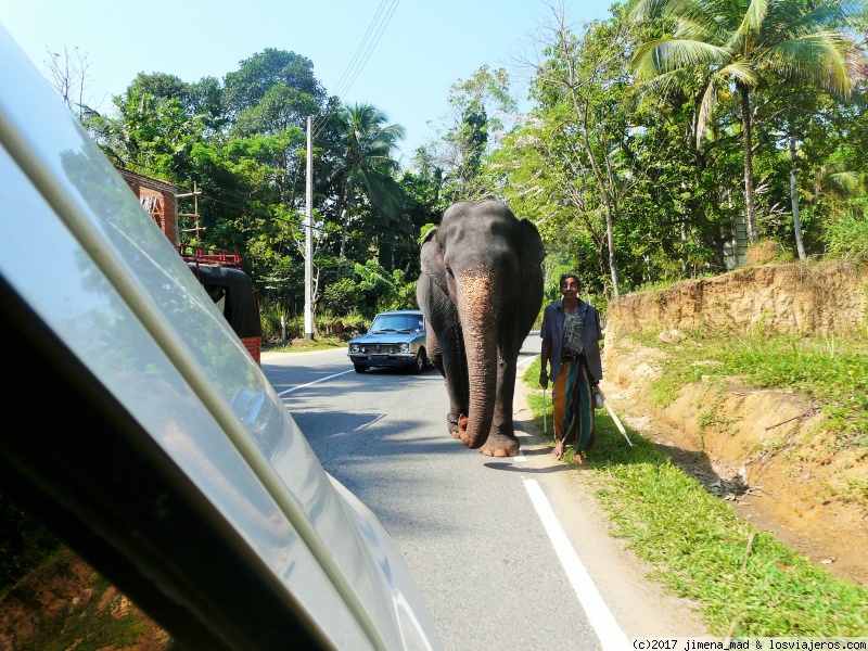 Foro de Conducir: Elefante