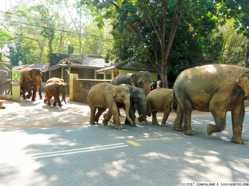 Viajar a  Asia: BLOG DE - Orfanato de elefantes de Pinnawala (BLOG DE)