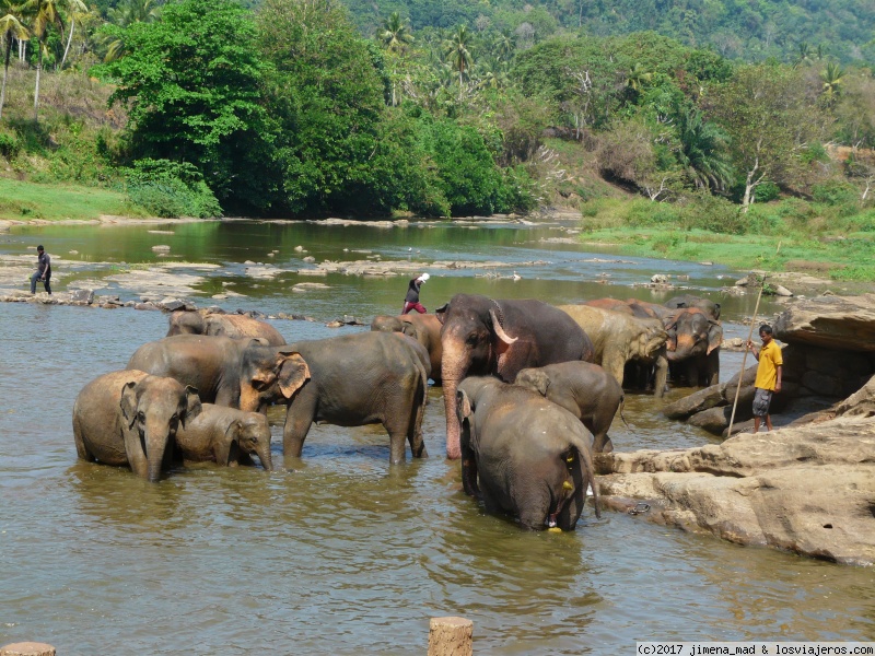 Día 5 Kandy, Orfanato de elefantes de Pinawella, Tres Templos, Kandy - Maravilloso Sri Lanka, ese pequeño gran país (3)