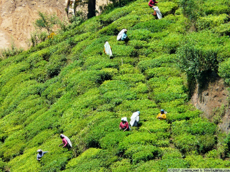 Maravilloso Sri Lanka, ese pequeño gran país - Blogs de Sri Lanka - Día 7 Nuwara Eliya, Nanu - Oya, Tren a Ella, Tissamaharama (2)