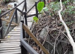 Sendero de las pasarelas, Tayrona
Senderos, pasarelas, Tayrona