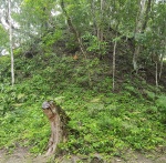 Pirámide aún cubierta de vegetación, Tikal (Guatemala)