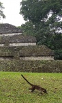 Coatí ante la Gran Pirámide, Tikal (Guatemala)