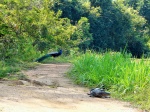 Camino del lago
Sigiriya, lake, water monitor, lagarto,pavo real