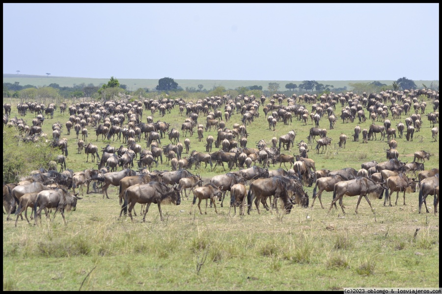 Foro de Gran Migración: Ñus - Gran Migración en Masai Mara