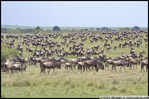 Ñus - Gran Migración en Masai Mara
Ñus en el Mara, preparándose para el gran cruce.
