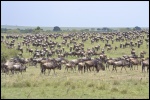 Ñus - Gran Migración en Masai Mara
Mara, preparándose, para, gran, cruce