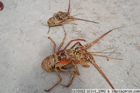 Langostas en Negril
Langostas recién sacadas y listas para comer, 15$ la más pequeña.
