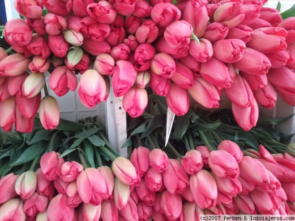 tulipanes en la Plaza del mercado en Bremen
tulipanes en la Plaza del mercado en Bremen
