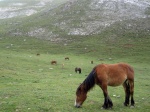 Fuente Dé
Fuente Dë ( Cantabria)